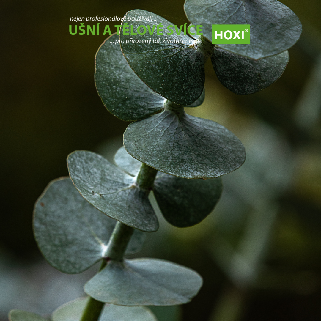 Eukalyptus (Eucalyptus) – ilustrační listy