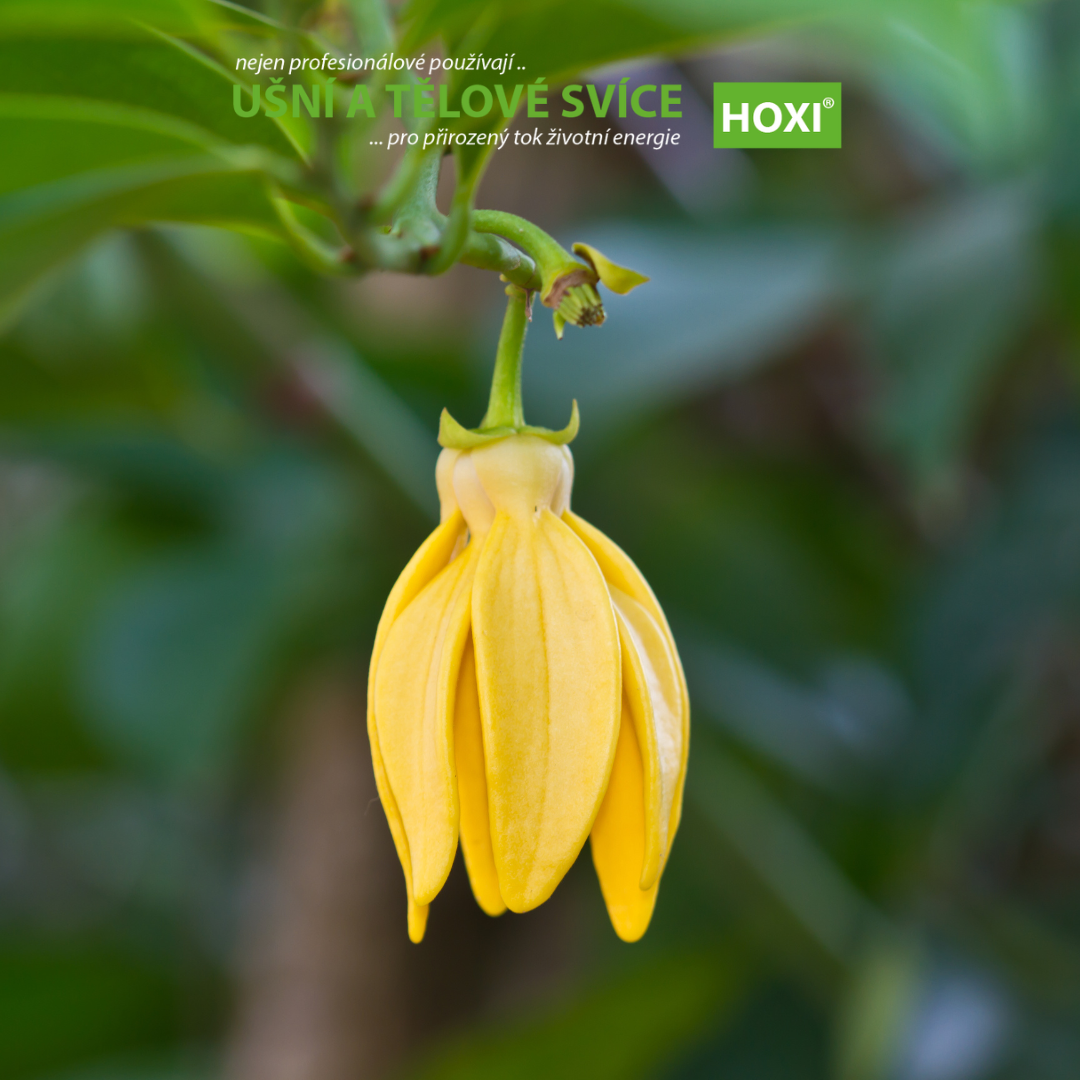Ylang Ylang – květ Cananga odorata