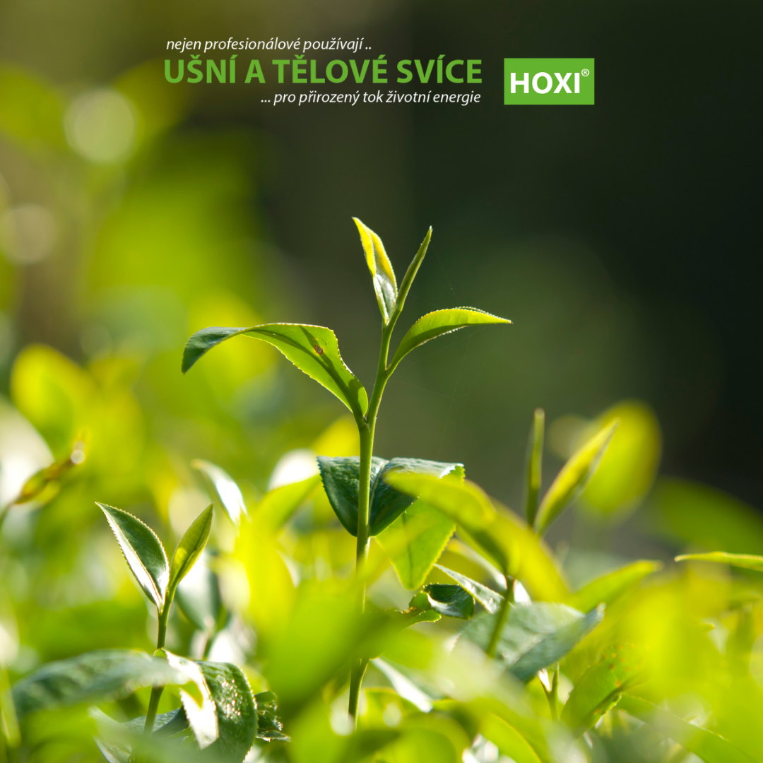 Tea Tree (Melaleuca alternifolia) – ilustrační větvička