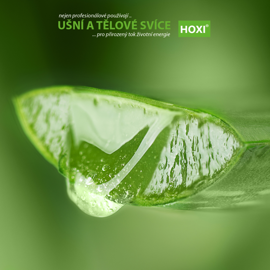 Aloe vera – ilustrační listy