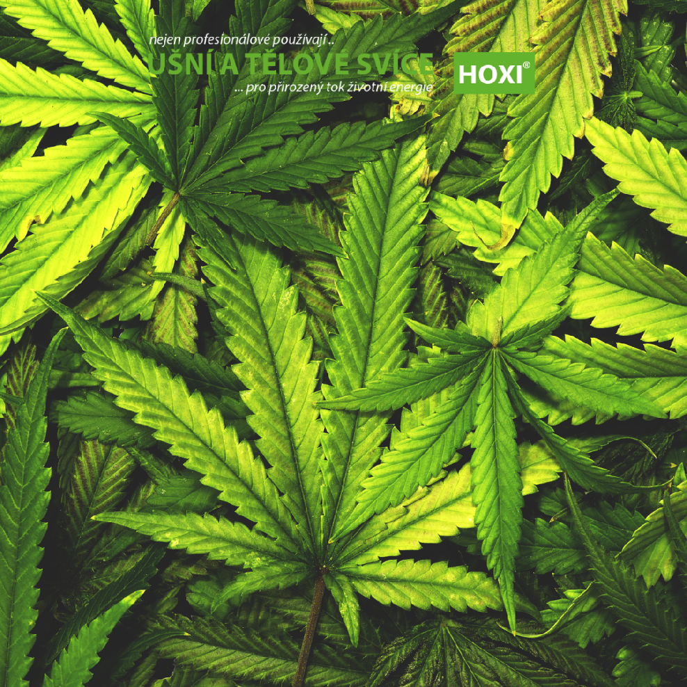 Konopí (Cannabis) – ilustrační listy
